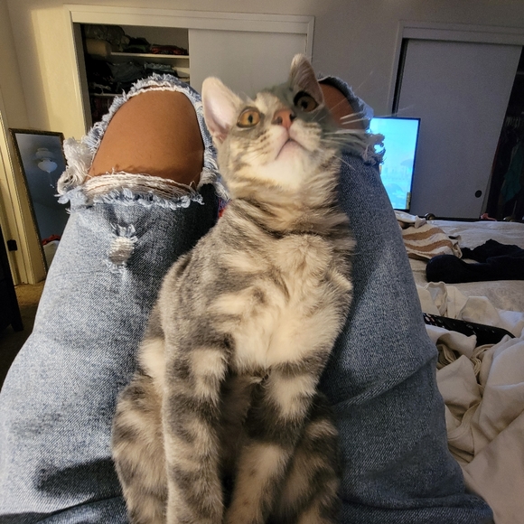 Meet your Posher, lina - Picture 1 of 2